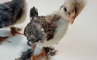 ❤️ Pomozte Farmě Duběnka zůstat místem pro děti i zvířata