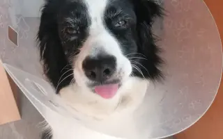 Život bez bolesti pro Mildu