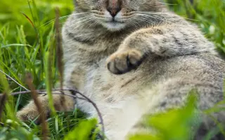 Pomozme paní Jančové a útulku Konec Toulání