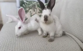 Minora a Destiny už jednou dostaly šanci na život. Teď o něj bojují podruhé.