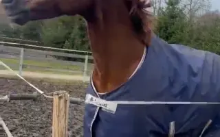 Zachraňme valáška Naríčka