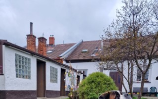 Pomoc pro psy a jejich páničky k obnově domu po povodni