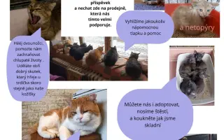 Kočičí marůdci Kulíšci