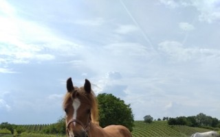 Pomozte hříbátku - darujte šanci Princezně Leie na plnohodnotný život