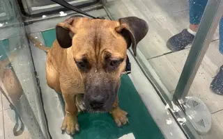 ❤️ Pomozme Ladynce znovu běhat 🐾