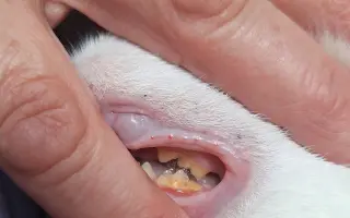 9 nalezených Lásek