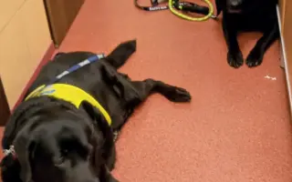 POMOC PRO FOXÍČKA, ASPENA A TAFFY-JACKA