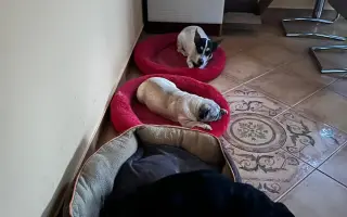 Voříškov přijal 45 nových chlupáčů - pomůžete spolu s námi změnit jejich příběh?