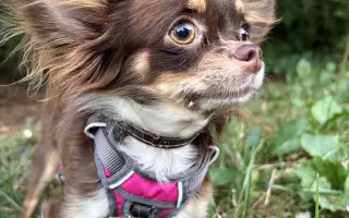 Pomozme Xyrušče znovu běhat 🐾♥️