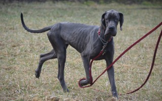 Pomozme s veterinárními náklady opuštěným zvířatům