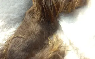 Bojovník Bertík vážící pouhé 1 kilo