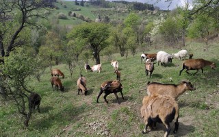 Ovčín pro zachráněné ovce a kozy v Motýlím království