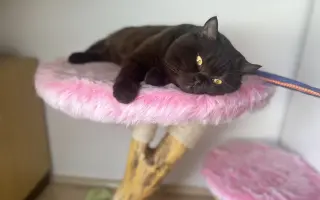 Pomozme kocourkovi Benediktovi, který sám pomáhal druhým