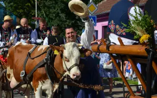 Podpořte pořízení nových chomoutů a postrojů pro kravičku Matyldu