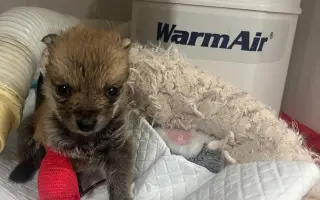 Voříškov přijal 45 nových chlupáčů - pomůžete spolu s námi změnit jejich příběh?