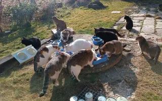 Plná miska = šance přežít