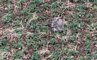 Dron = naděje pro srnčata, netopýry, ptáky a stromy