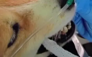 POMOC PRO FOXÍČKA, ASPENA A TAFFY-JACKA