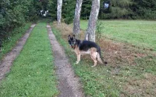 Pomoc pro psí seniory