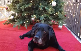 Bezbolestné stáří pro Fiďouška