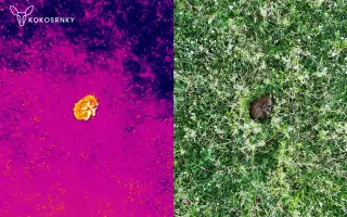 Pomozte Kokosrnkám pořídit odolnější termodron pro záchranu mláďat