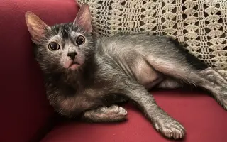 Léčba pro Norberta