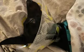 Pomoc pro jezevčíka Čendu po akutní operaci