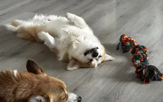 Pomozme Aloiskovi znovu chodit