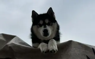 Pomoc pro Kiru – druhá operace přetrženého vazu během pár měsíců