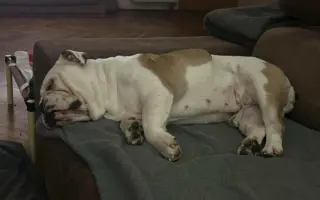 Pomoc pro Kuky a Kony