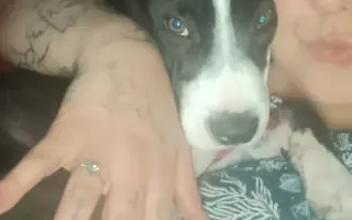Pomozte našemu štěňátku Bleskovi přežít parvovirózu 🐾❤️