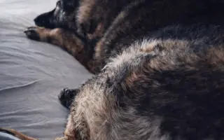 Pomoc Furině v boji s lupusem (SLE)