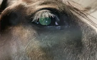 Záchrana zraku dvouletého koně Merlina