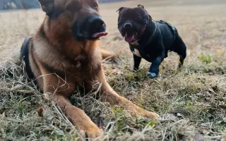 Pomozme Bexovi znovu volně dýchat 🐾