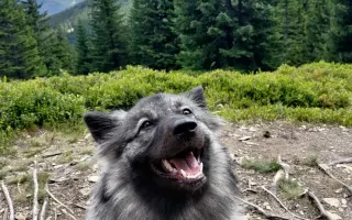 Skok pro dlouhý život Jadzi 🐺