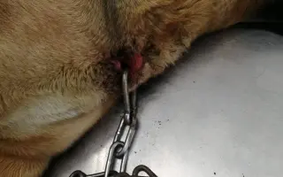 Pomohli jste Macíkovi na cestě k životu bez bolesti
