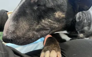 Vendulka a vánoční zázrak