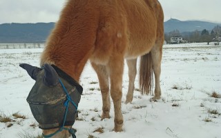 Terapeutická deka pro koňské staroušky