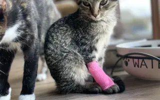 Šance na život pro Ouška a další kočičky z našeho depozita