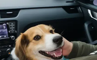 POMOC PRO FOXÍČKA - ZDRAVÝ DECH A PROTÉZA