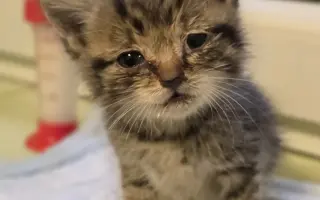 Prosba o příspěvek na nákup krmiva a steliva pro kočičky z Píšánku