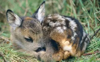 Záchrana zvířat na Mělnicku - Potřebujeme pořídit dron s termovizí