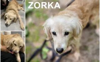 🙏🐾 Prosíme: "Pomozte nám uhradit veterinární péči pro pejsky bez domova." 🐾🙏