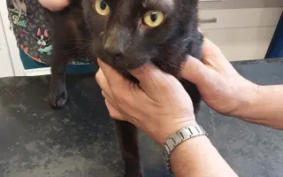 ❣️FUNGOVÁNÍ LIGY NA OCHRANU ZVÍŘAT - VETERINÁRNÍ PÉČE PRO KOČKY V NOUZI⚕️👩‍⚕️