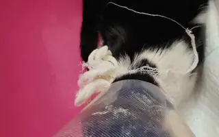 Nekonečný boj o záchranu zvířecích životů 😢