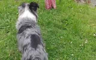 Sbírka na veterinární péči a diabetickou dietu pro Dixinku