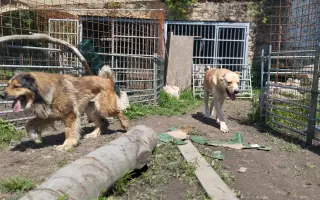 Zpátky do života - pomozte zvrátit těžké psí osudy