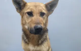 Veterinární péče pro psy v útulku - podzim 2026