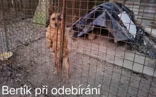 Pomozte zachránit Psí domov spolku Zastavme Utrpení.