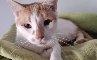 Pomoc pro nová koťata a kočičky - Kočky u Katky